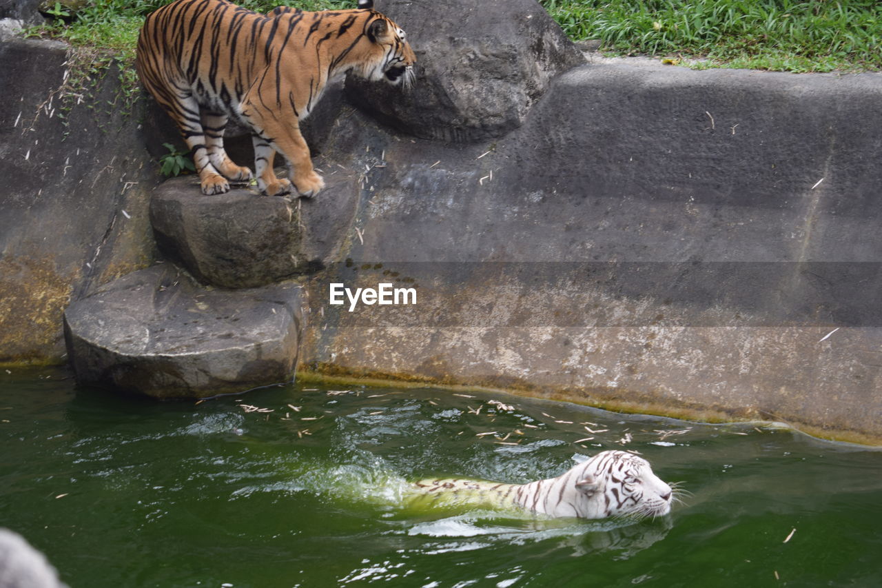 HIGH ANGLE VIEW OF TIGER IN ZOO
