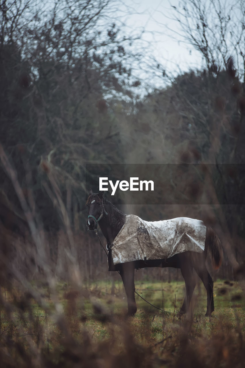 Horse standing on field