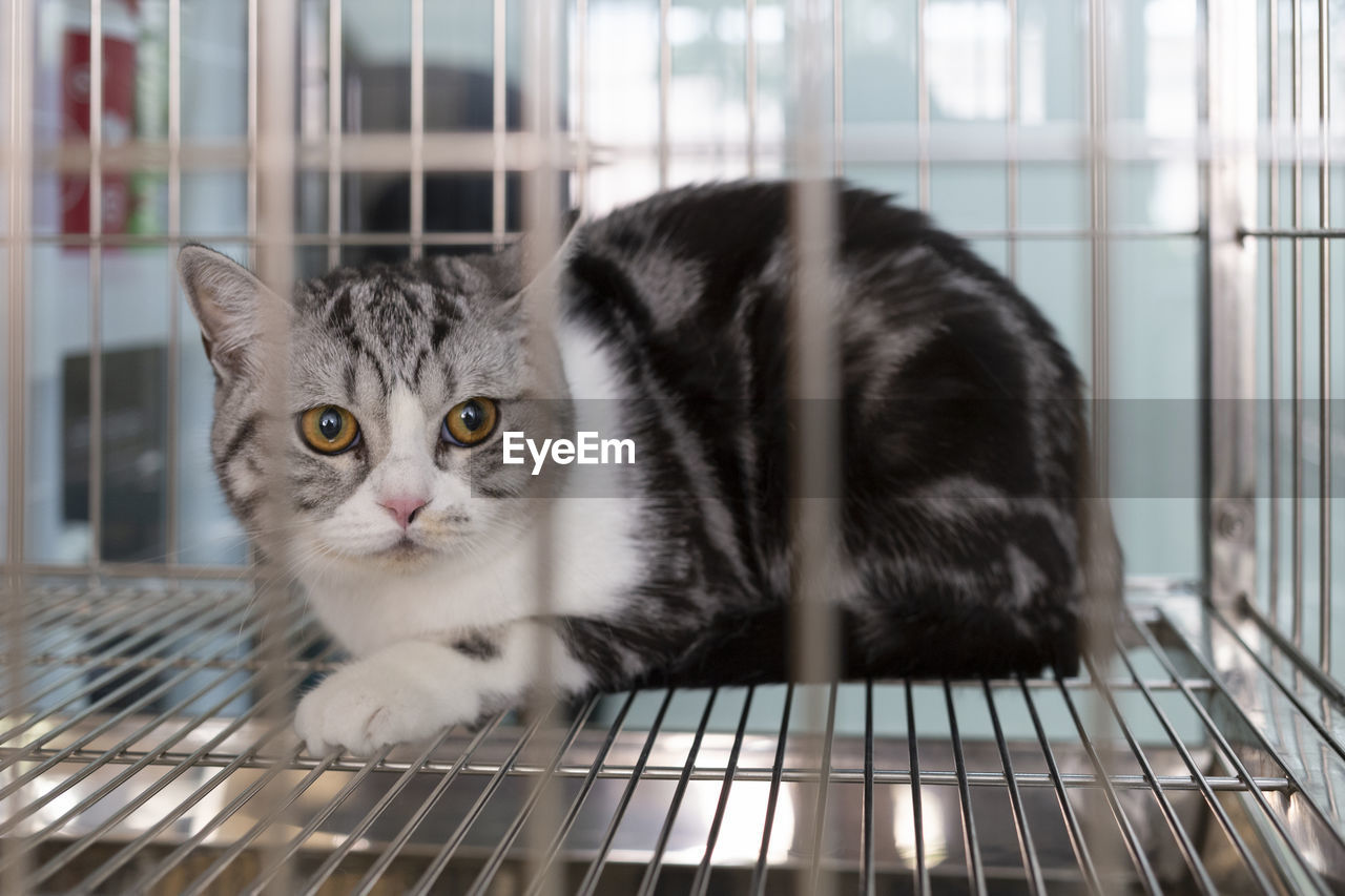PORTRAIT OF CAT IN CAGE
