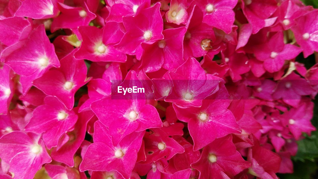 Full frame shot of pink flower