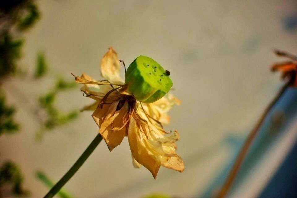 CLOSE-UP OF YELLOW FLOWERS