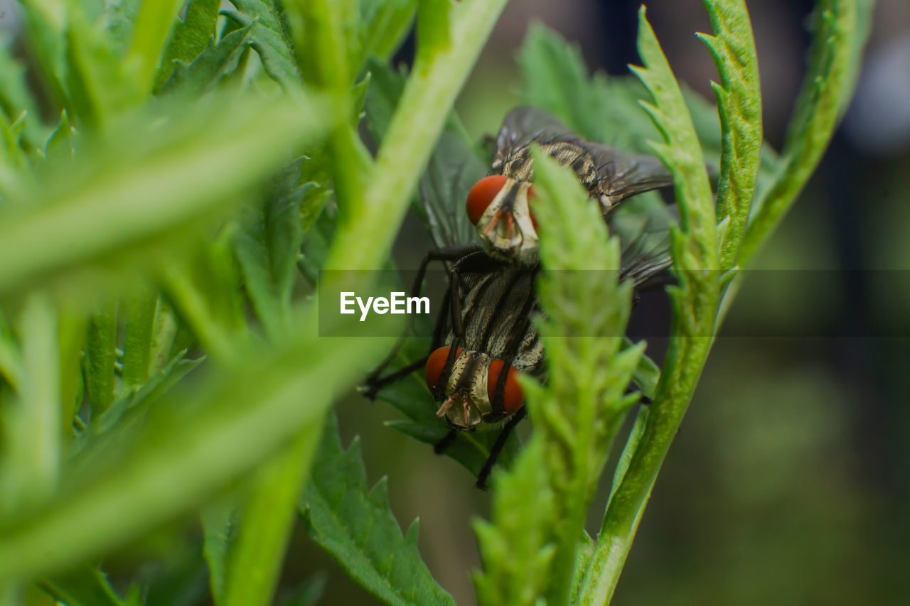 CLOSE-UP OF GRASSHOPPER ON PLANT