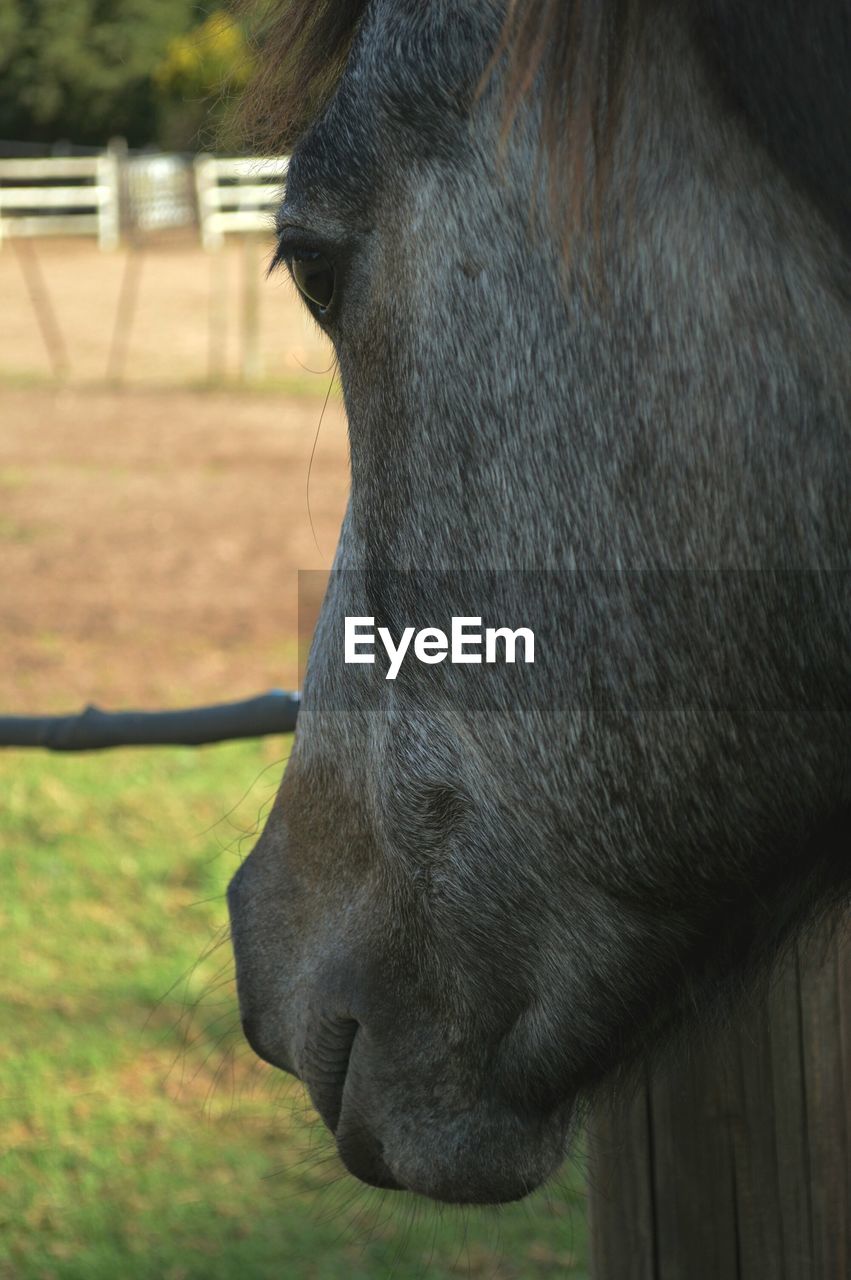 Close-up of horse on field