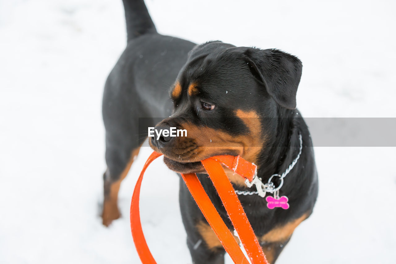 Close-up of black dog with pet leash on snow field