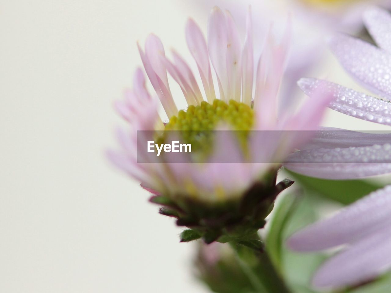 Close-up of purple flowers