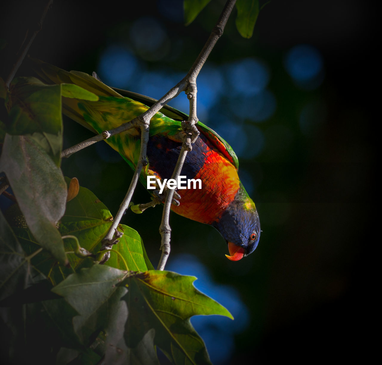 Close-up of  striking colorful parrot perching on a leafy tree.