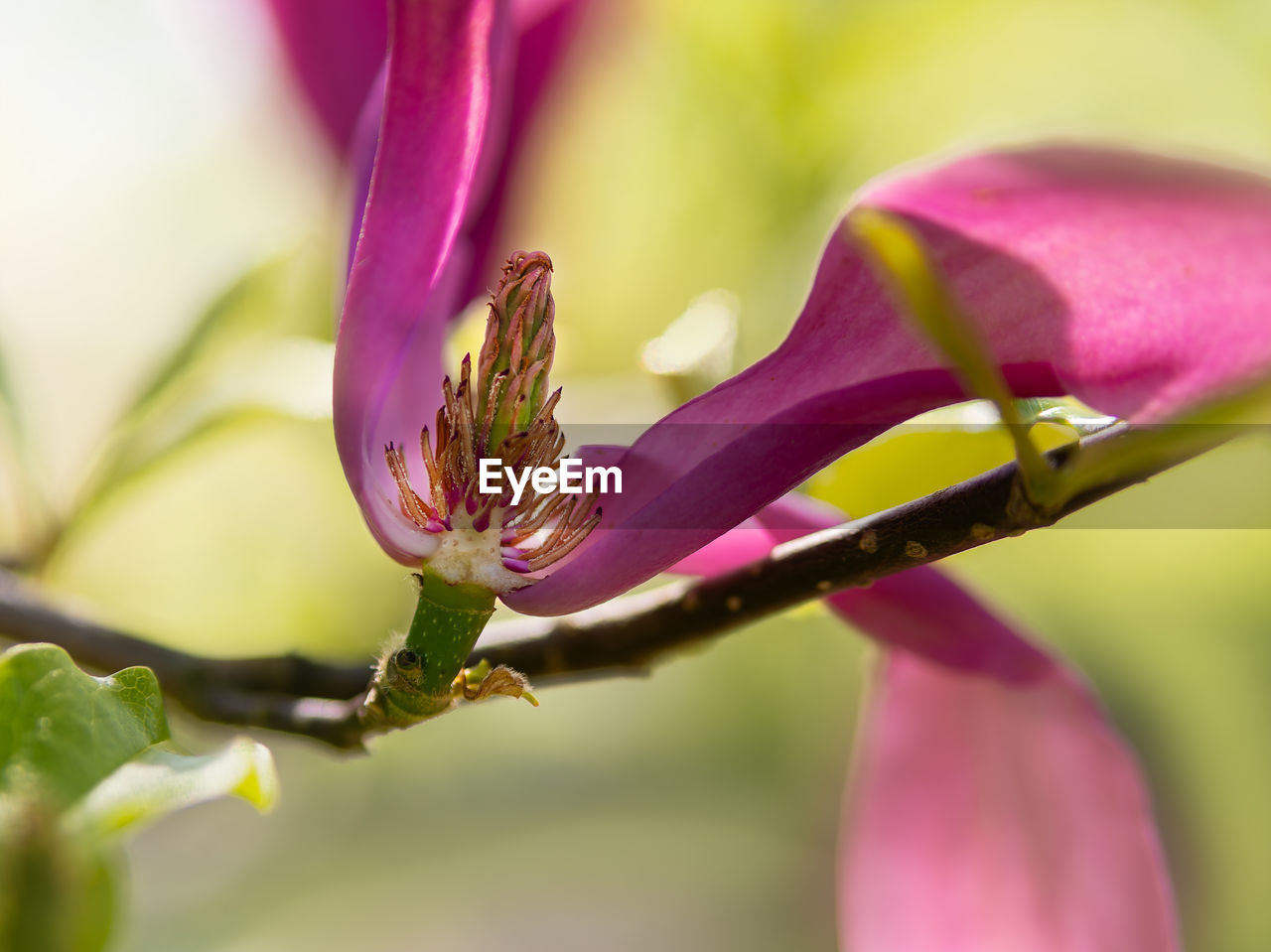 plant, flower, flowering plant, beauty in nature, freshness, blossom, nature, macro photography, close-up, pink, fragility, petal, growth, purple, no people, springtime, animal, flower head, animal themes, outdoors, macro, yellow, animal wildlife, selective focus, bud, focus on foreground, plant part, inflorescence, leaf, plant stem, environment, magenta, wildflower, vibrant color, pollen, insect, day, multi colored, stamen, summer, tree