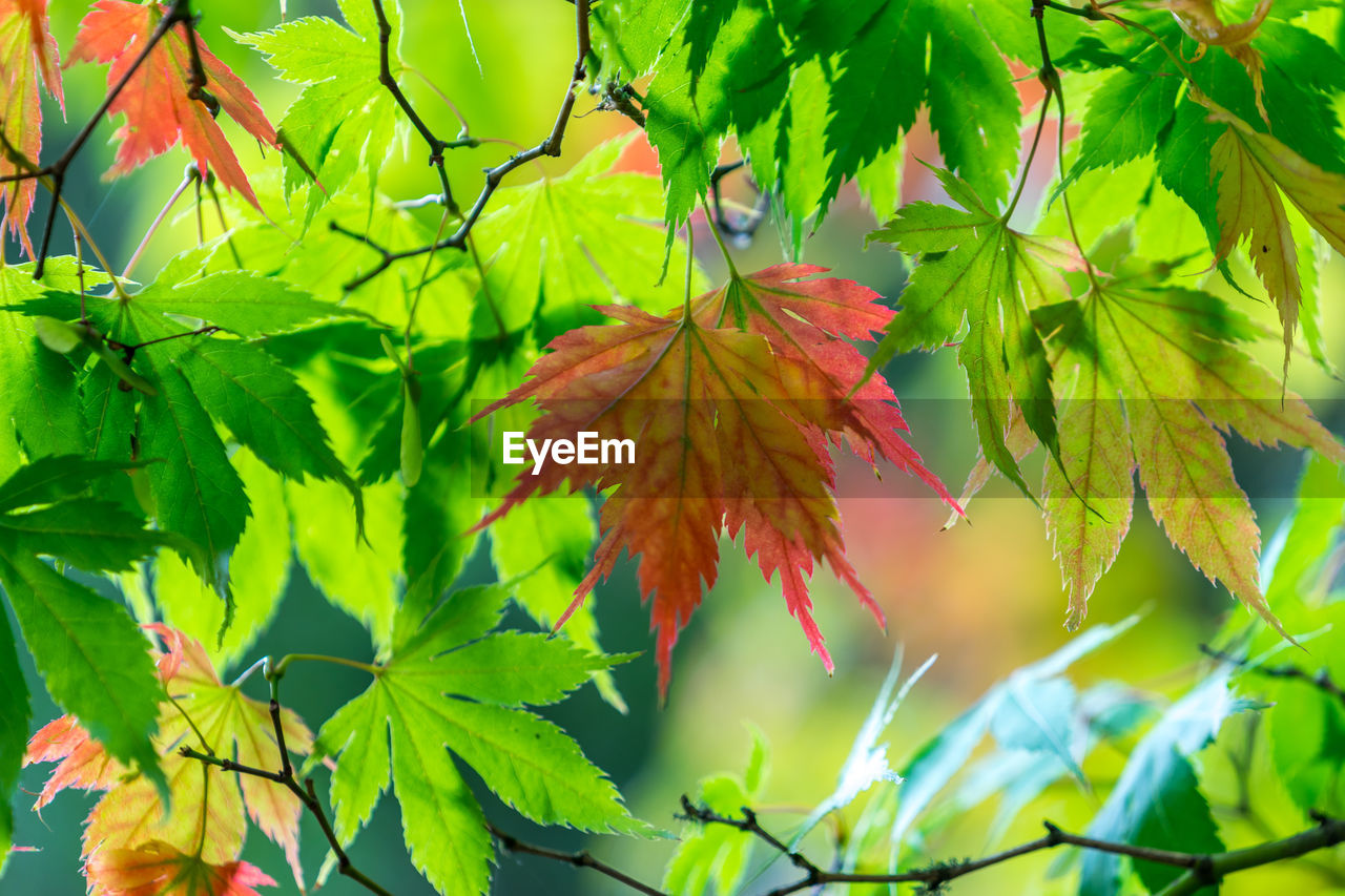 Close-up of maple leaves on branch