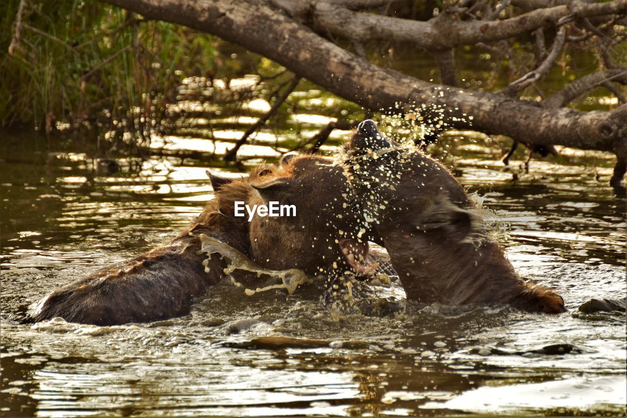 Hyenas swimming in lake