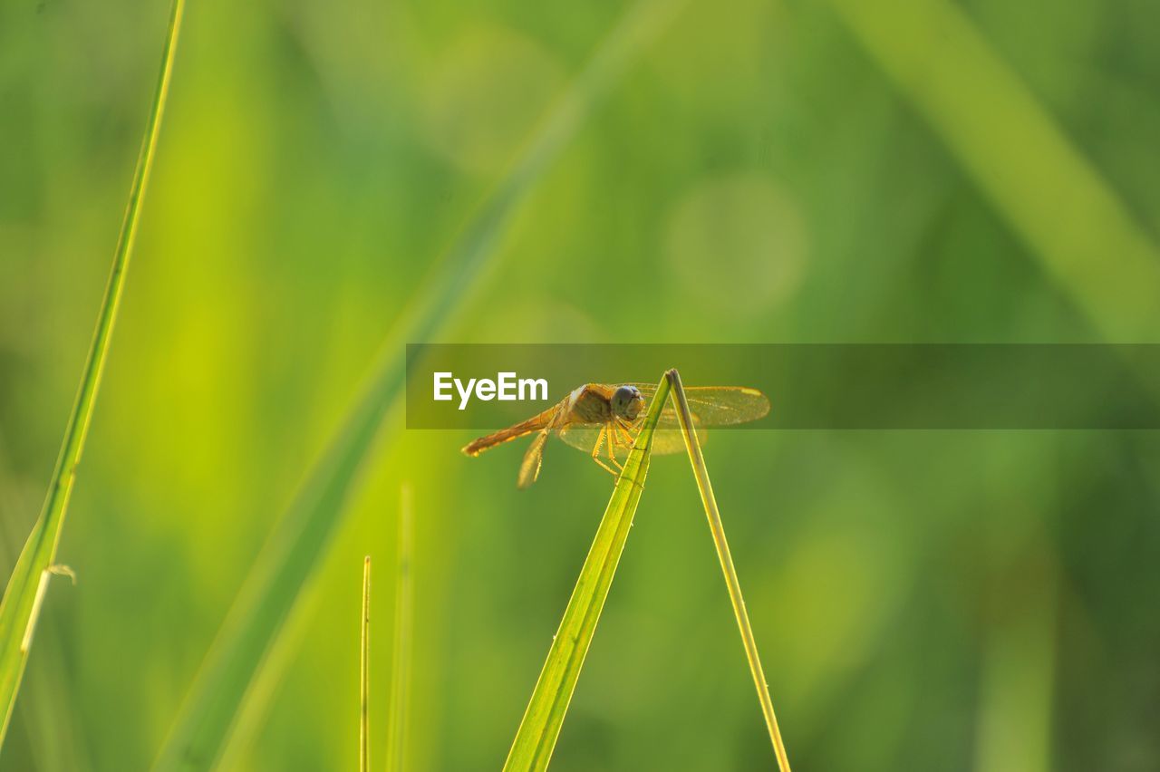 CLOSE-UP OF DRAGONFLY ON LEAF