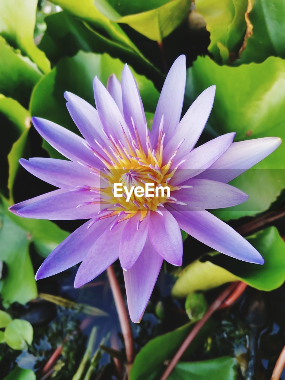 flower, flowering plant, plant, beauty in nature, freshness, petal, growth, flower head, fragility, inflorescence, close-up, purple, nature, leaf, plant part, macro photography, water lily, pollen, no people, blossom, botany, outdoors, springtime, water, focus on foreground, green, day, aquatic plant