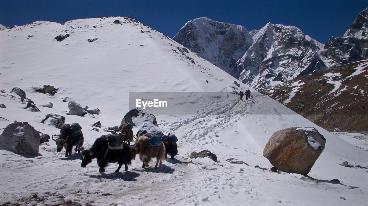 Horses on snowcapped mountain against sky