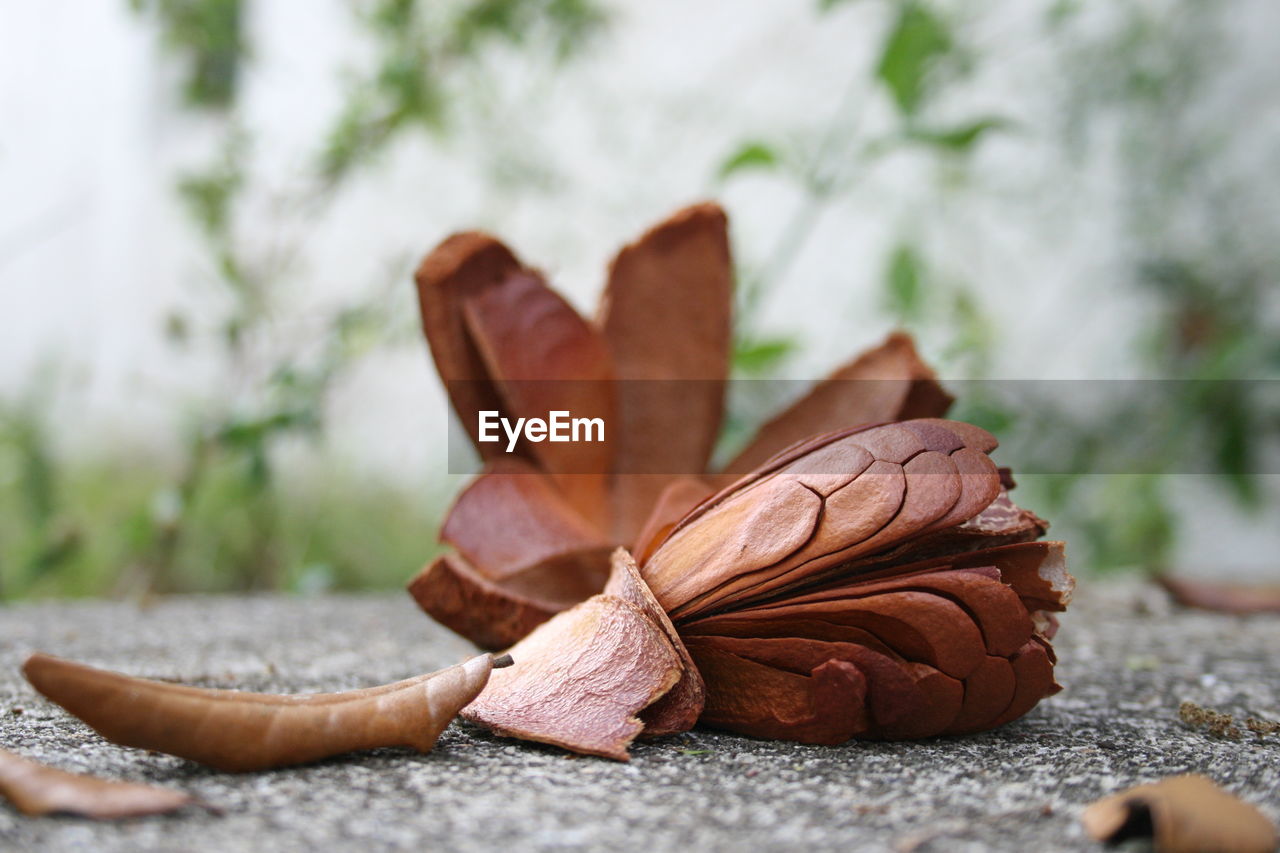 Close-up of leaf