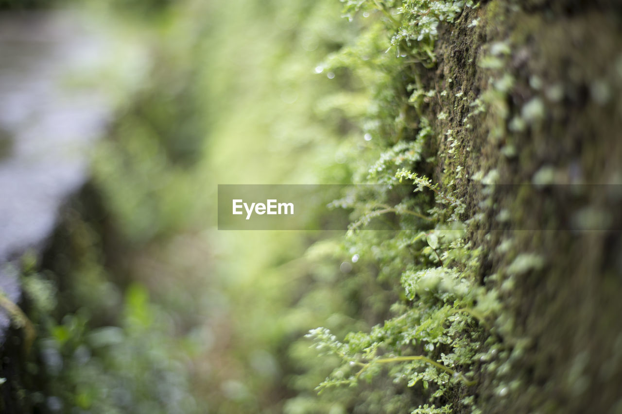 Close-up of moss growing on tree trunk