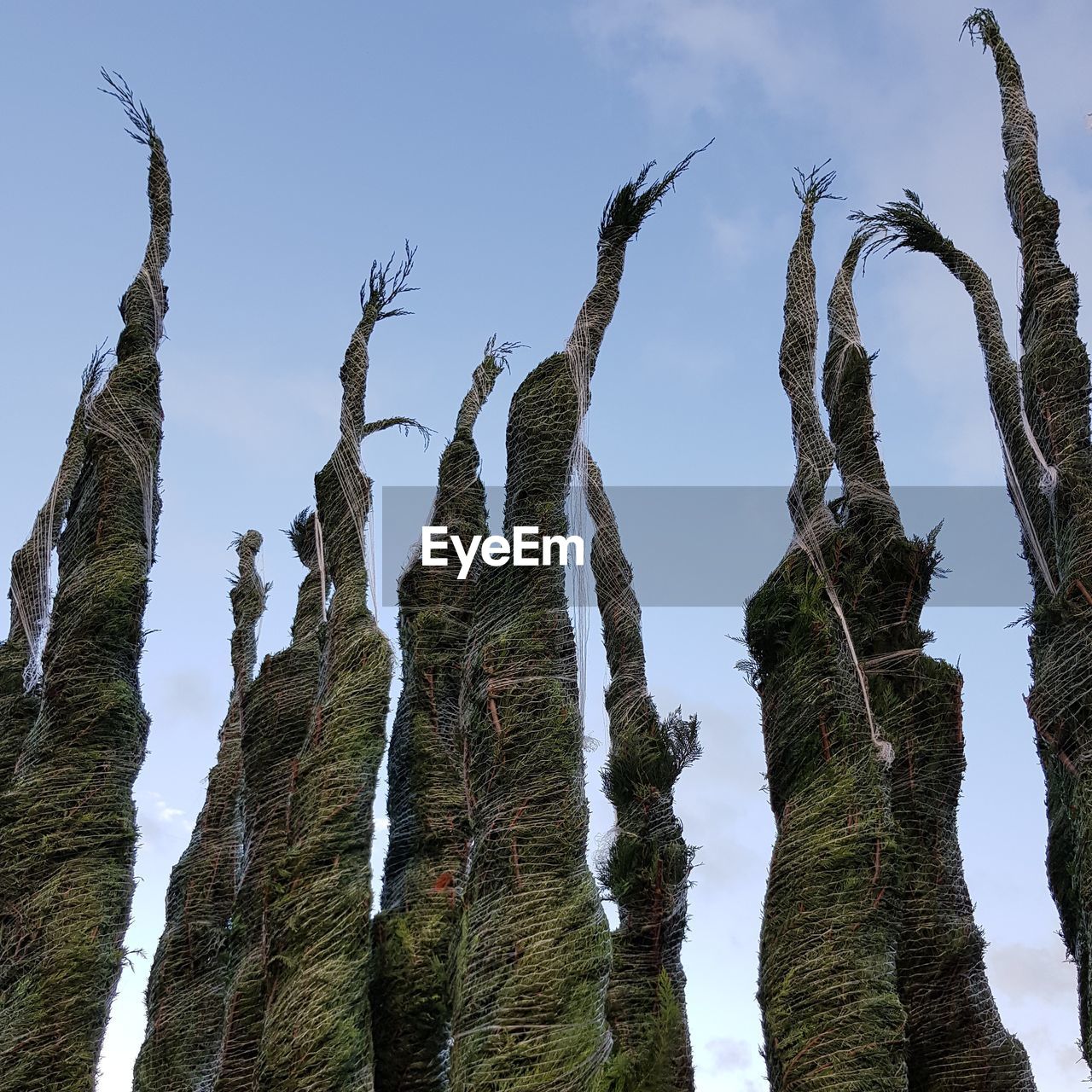 LOW ANGLE VIEW OF PLANTS AGAINST SKY