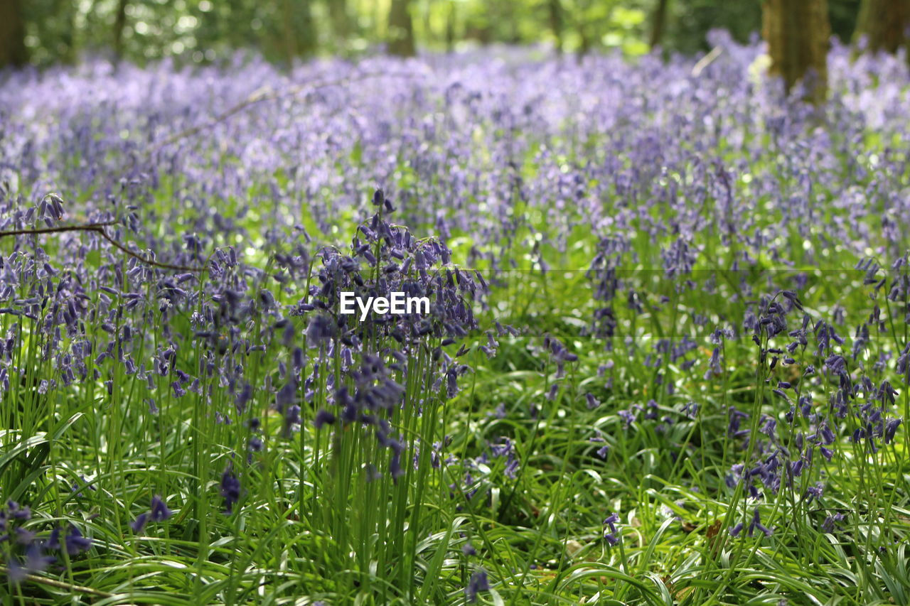 Bluebells in english woodlands
