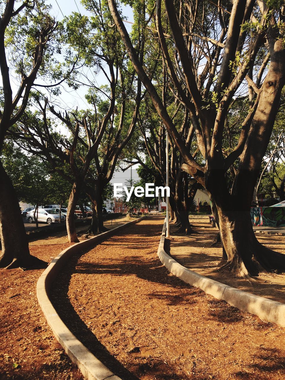 TREES GROWING IN PARK