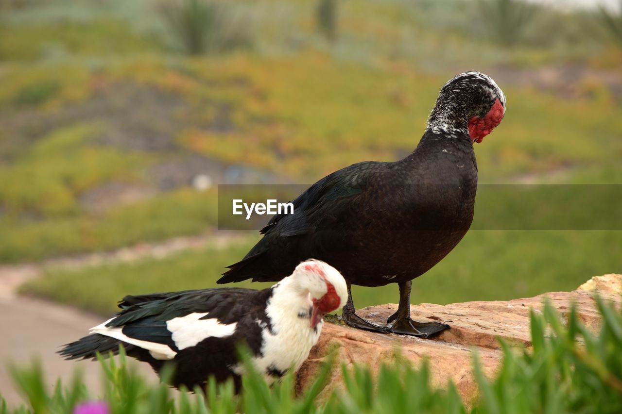 CLOSE-UP OF DUCK PERCHING ON A PLANT