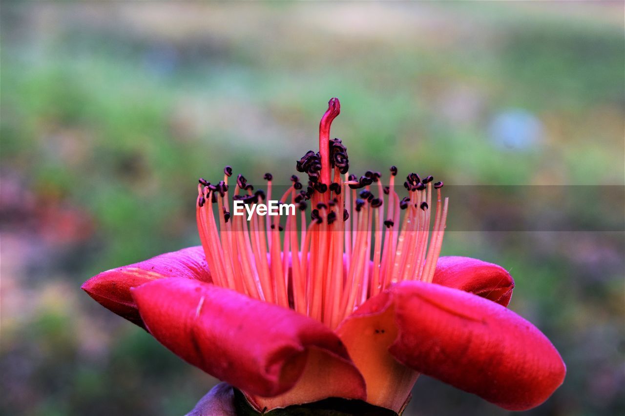 Close-up of pink flower