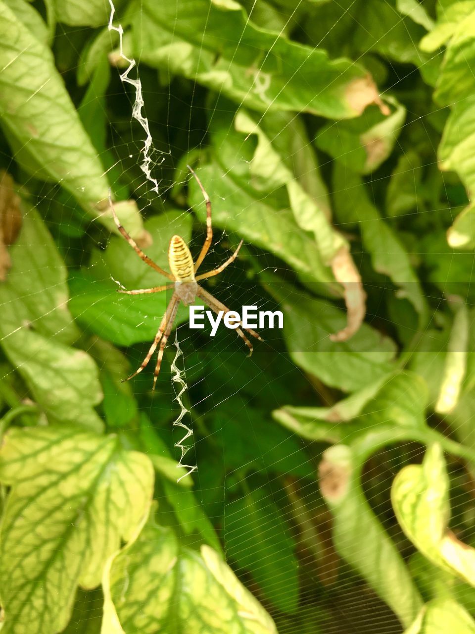 CLOSE-UP OF SPIDER