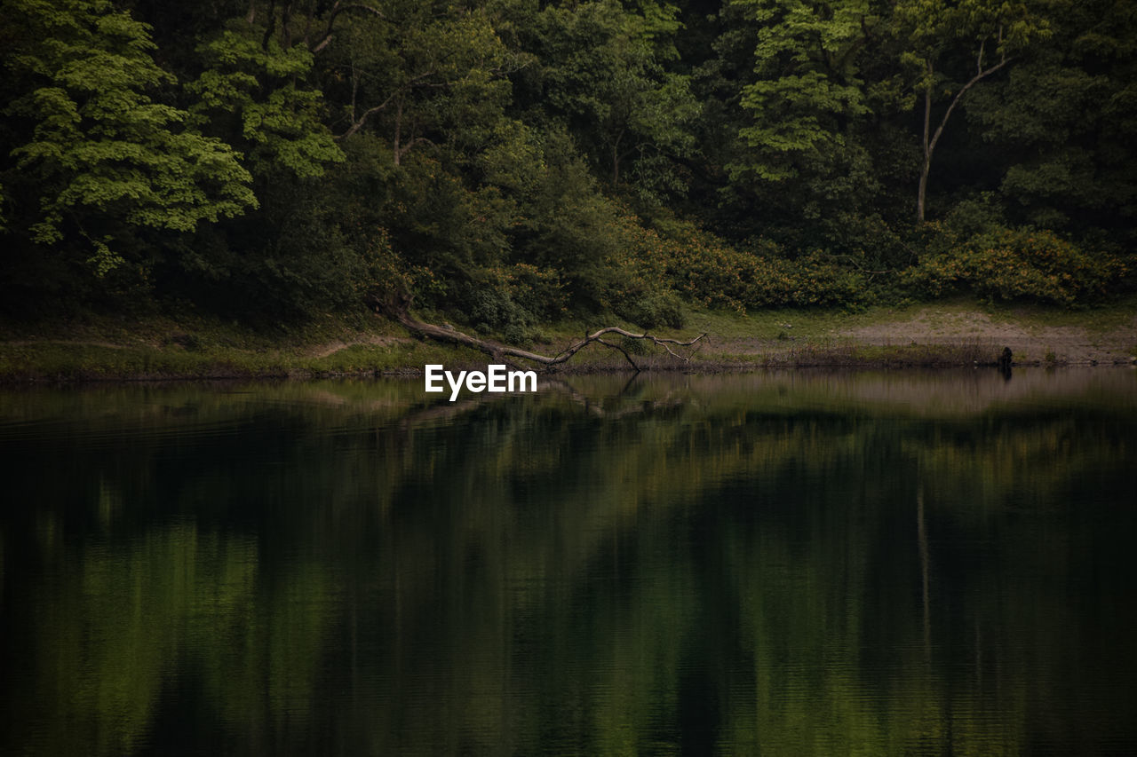 Scenic view of lake in forest