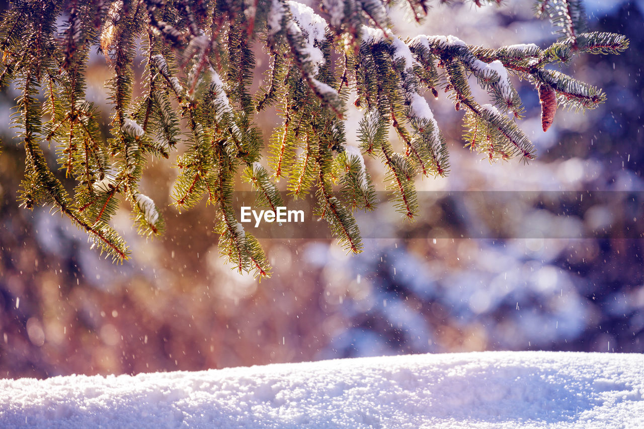 snow covered tree