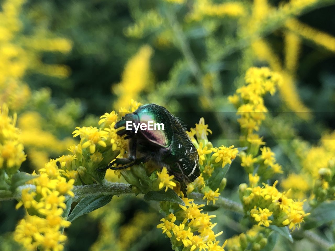 CLOSE-UP OF HONEY BEE ON YELLOW FLOWER