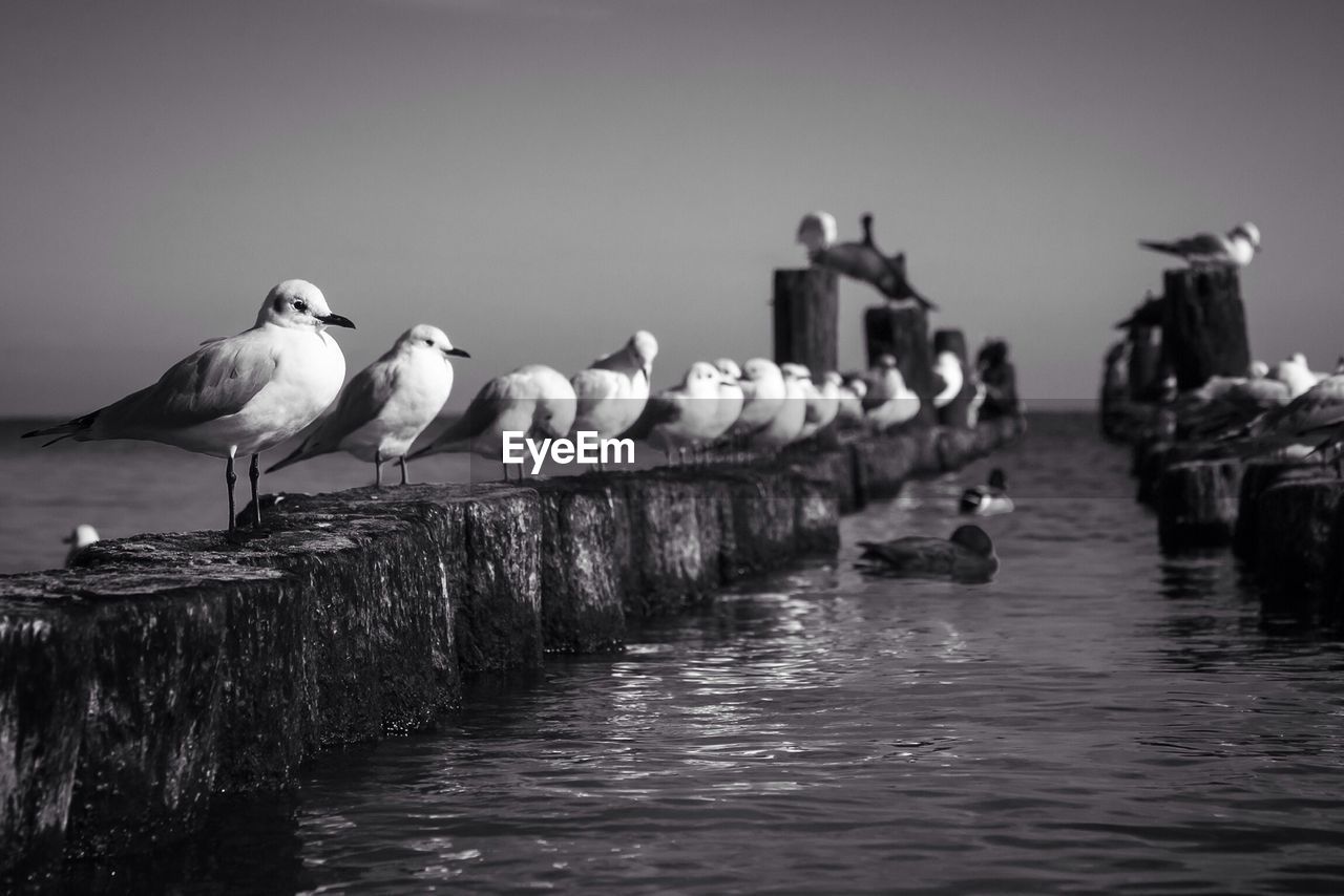 Seagulls perching on wooden posts in sea against sky