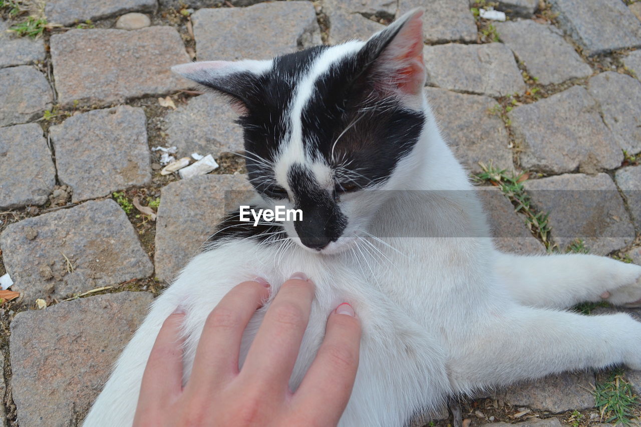 Close-up of hand holding cat