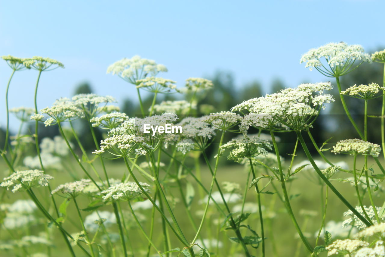CLOSE-UP OF FRESH WHITE FLOWERING PLANTS