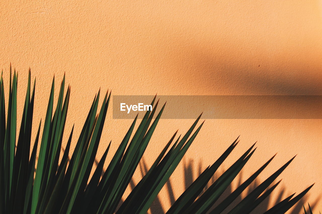 Leaves of a tropical plant on the background of an orange wall