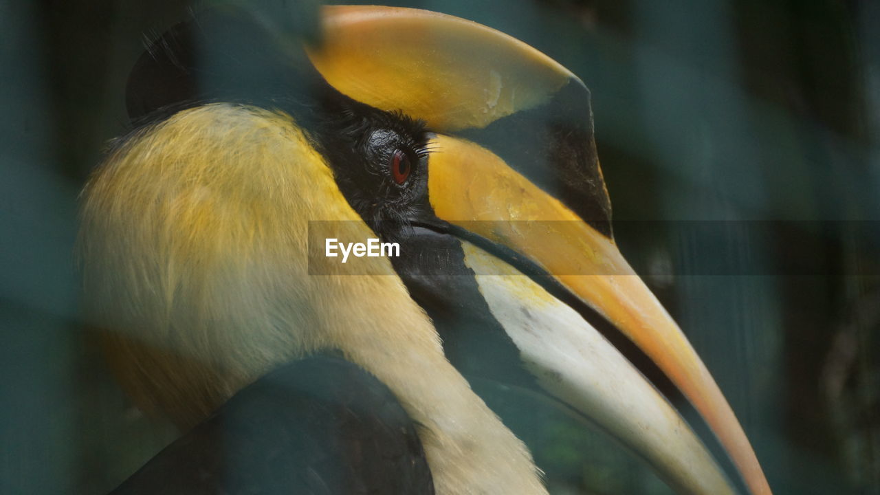 Close-up of hornbill