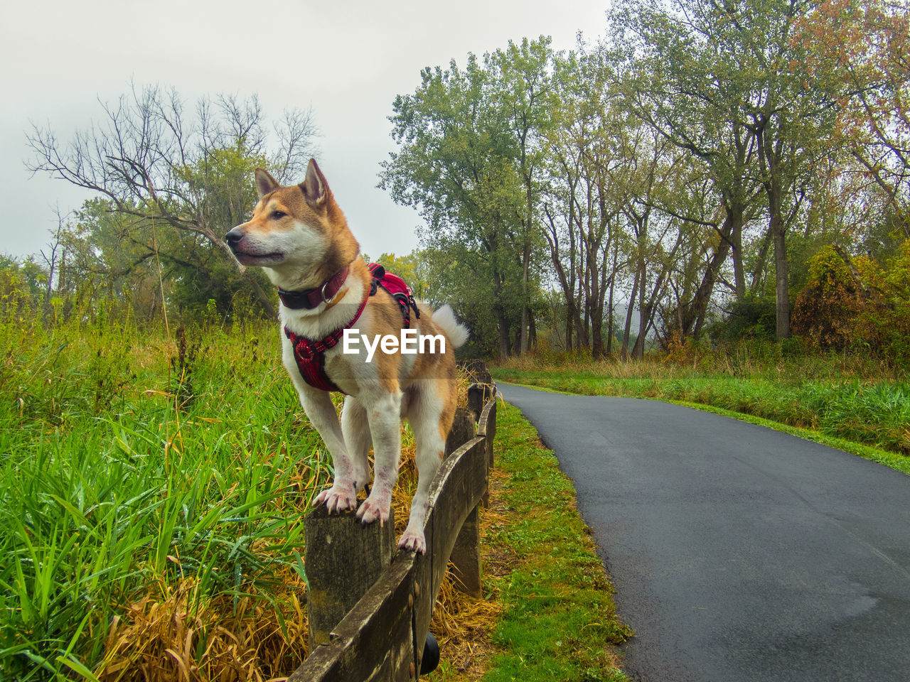 DOG LOOKING AWAY ON ROAD AMIDST TREES