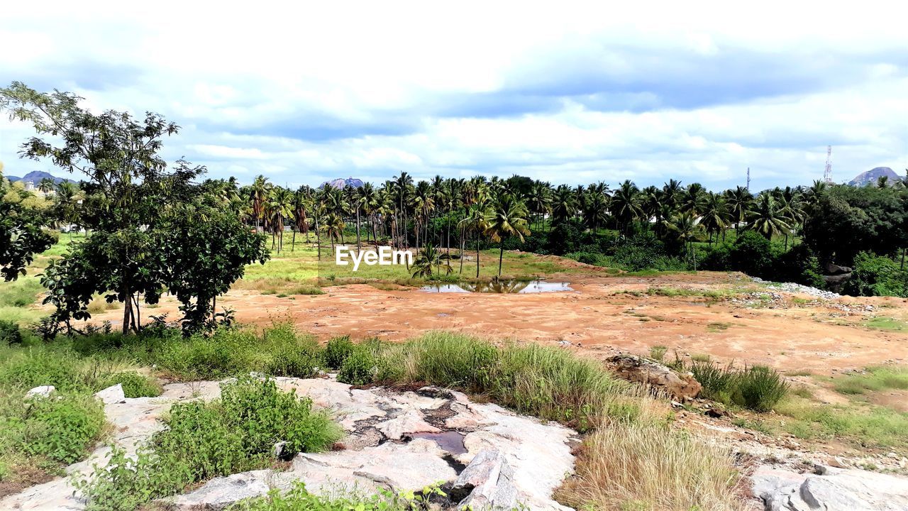 SCENIC VIEW OF TREES GROWING ON FIELD AGAINST SKY