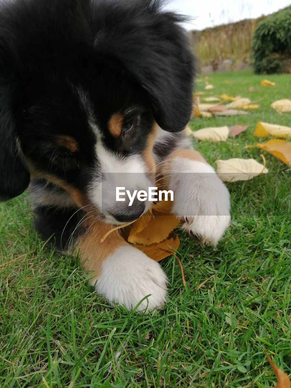 HIGH ANGLE VIEW OF PUPPY RELAXING ON GRASS