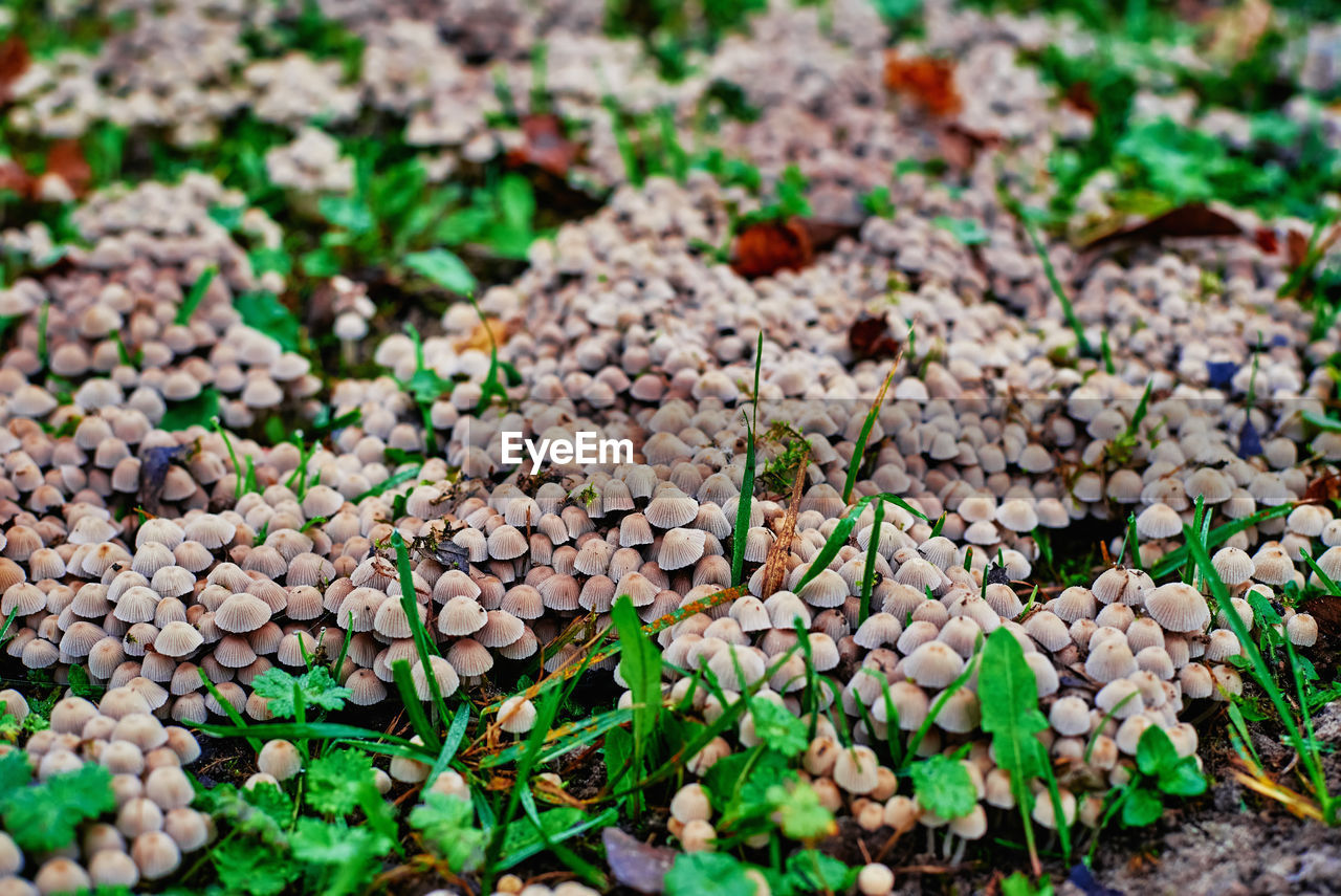 Small mushrooms in green grass, close up. selective focus