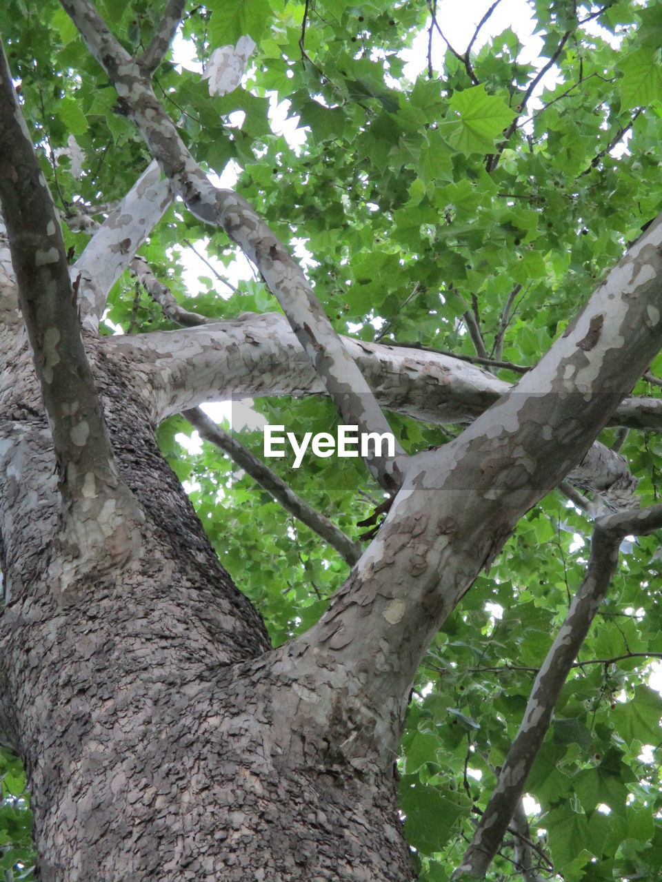 LOW ANGLE VIEW OF TREE TRUNK IN FOREST