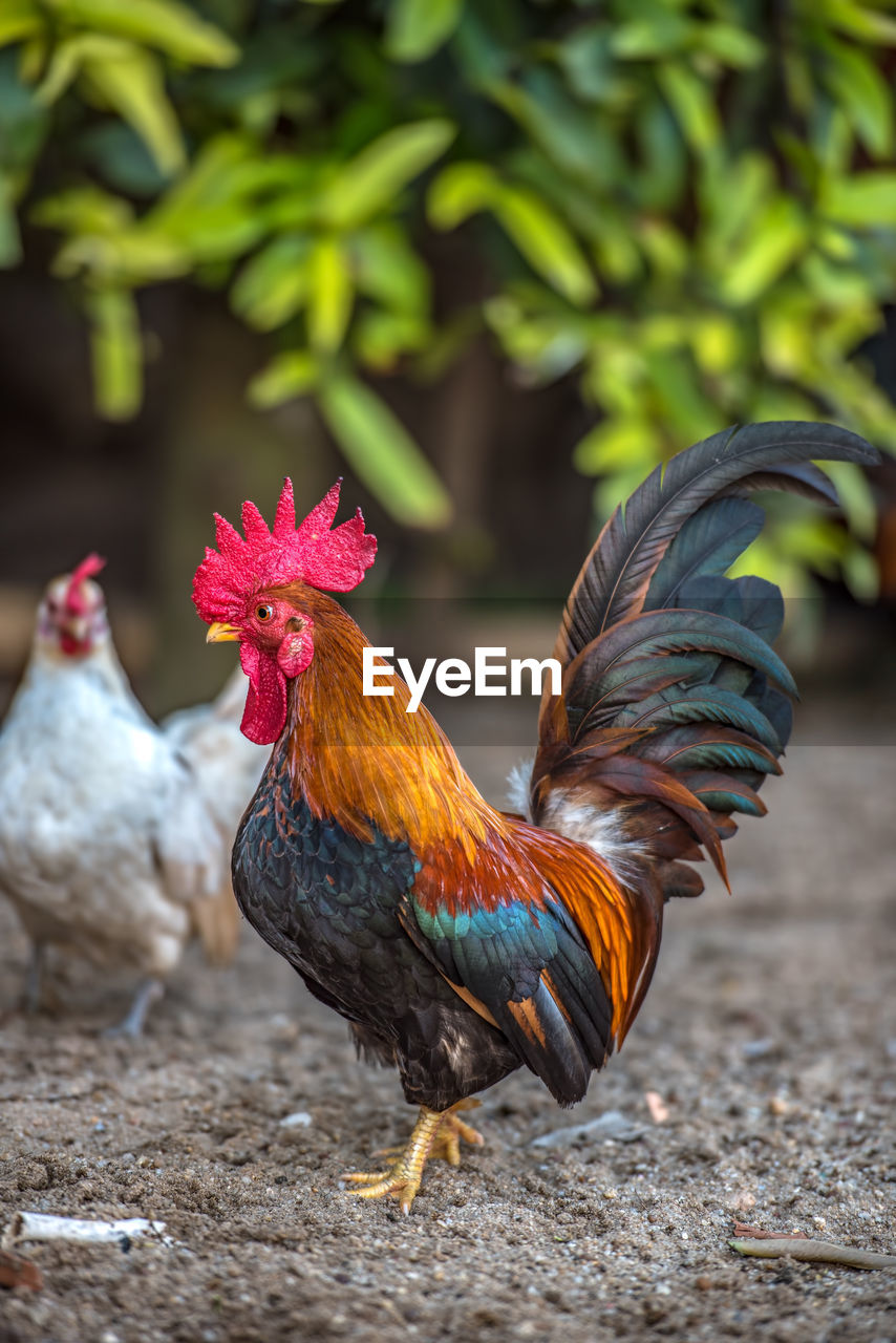 Close-up of rooster perching outdoors