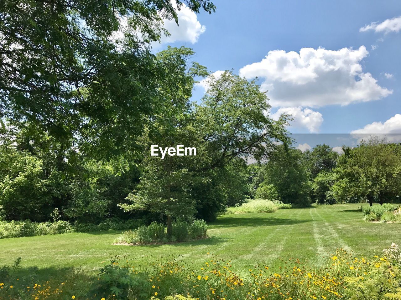 SCENIC VIEW OF GREEN LANDSCAPE AND TREES