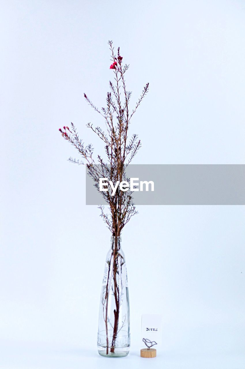 View of flowers over white background