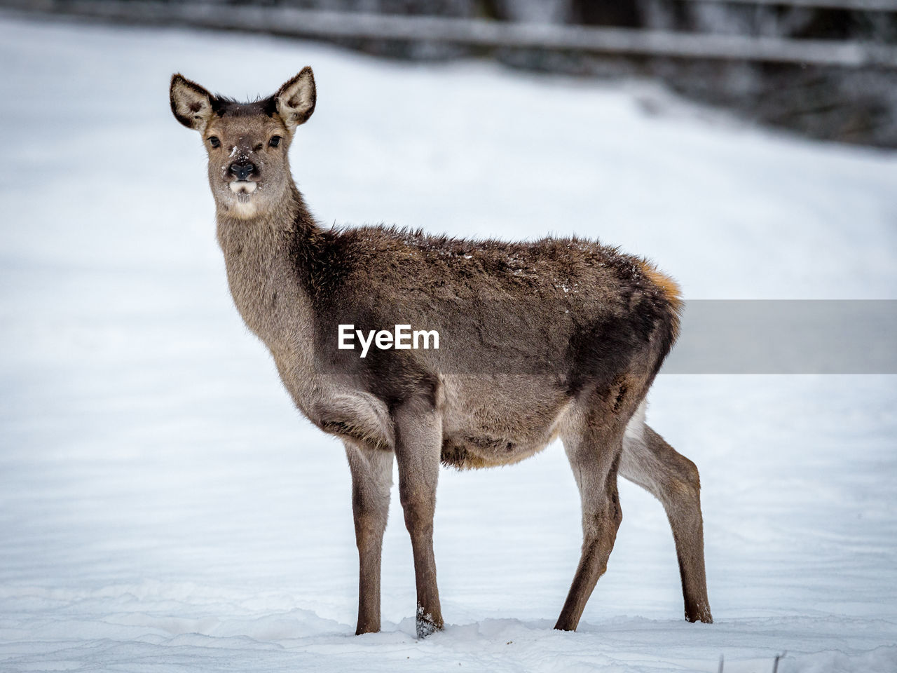 Side view of doe deer standing on snow