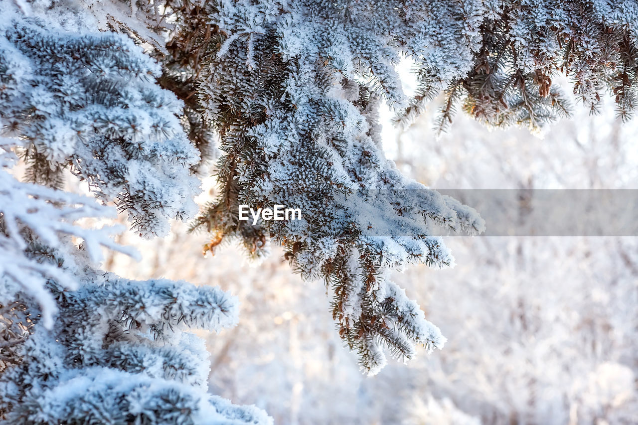 Beautiful snow-covered winter landscape. paws, pine branches in the snow. christmas landscape. 