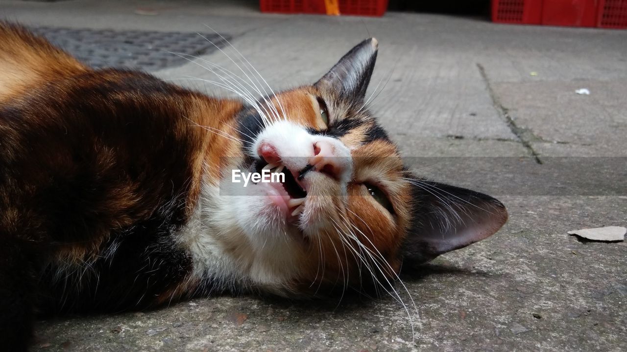 Close-up of tortoiseshell cat lying on footpath