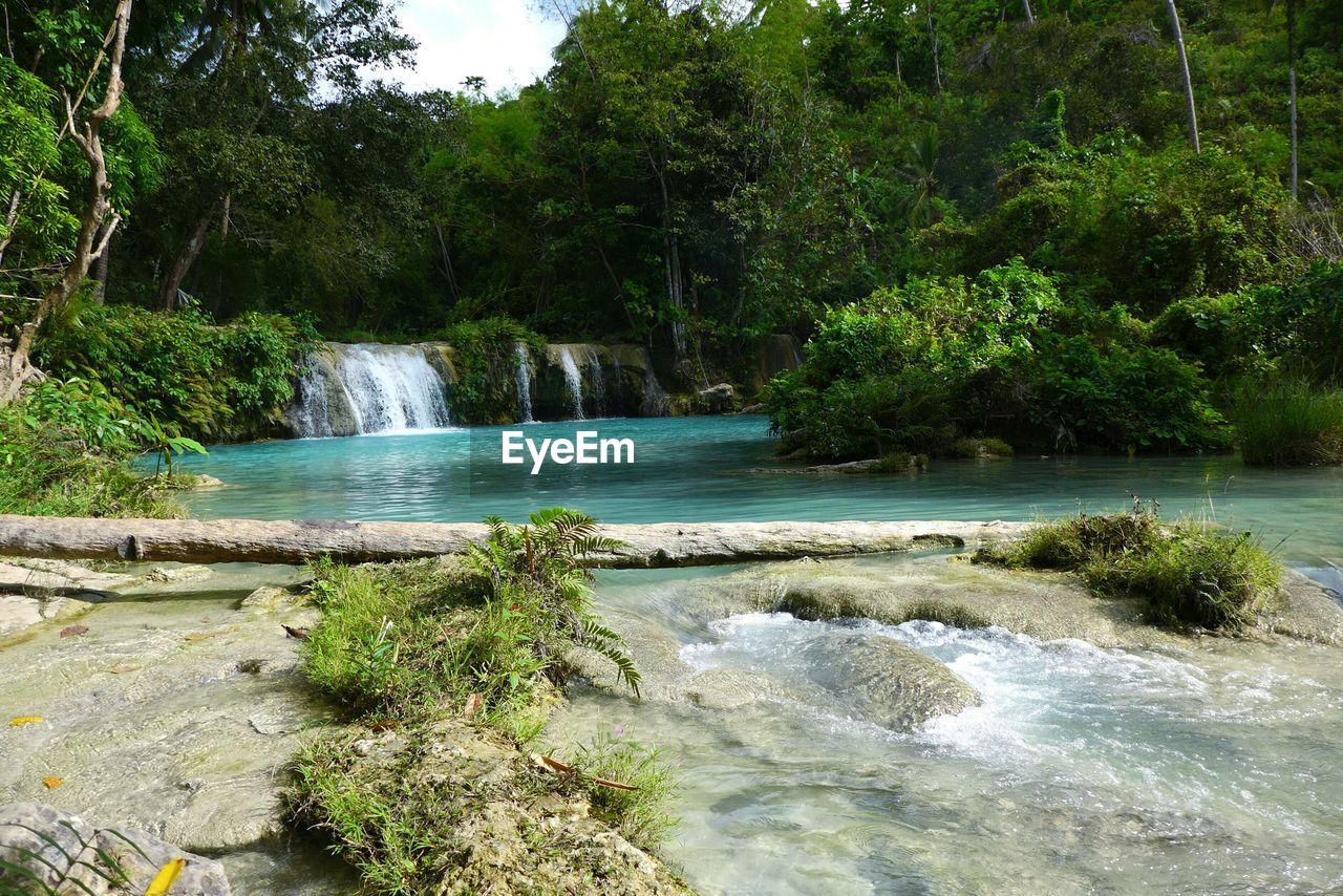 River flowing through forest