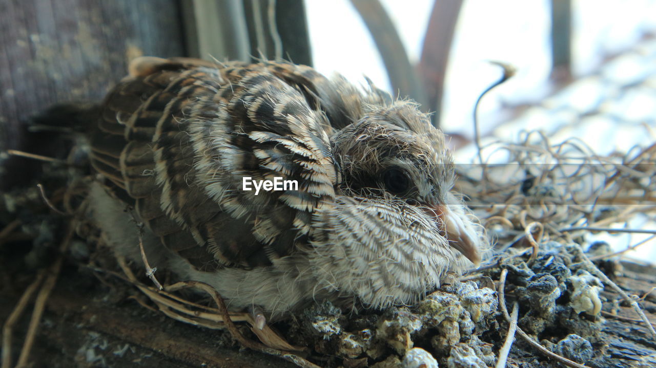 Bird on its nest