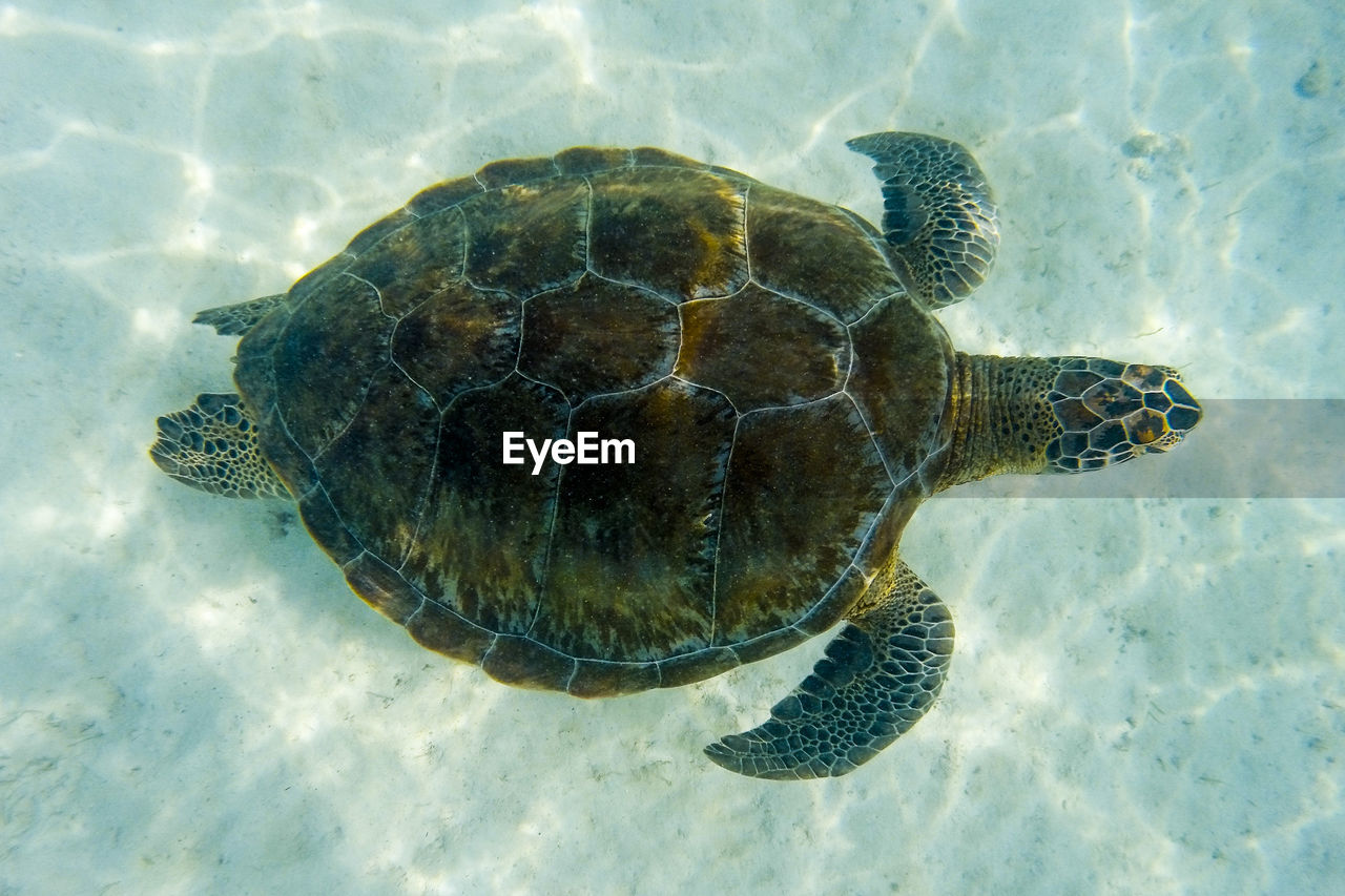 Turtle swimming in sea