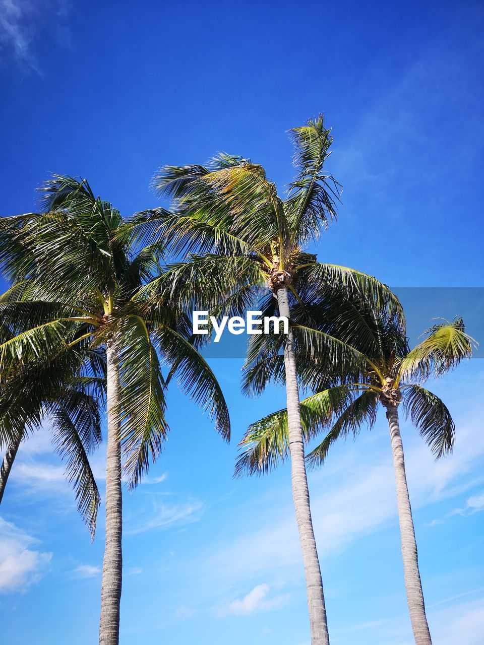 Low angle view of palm tree against sky