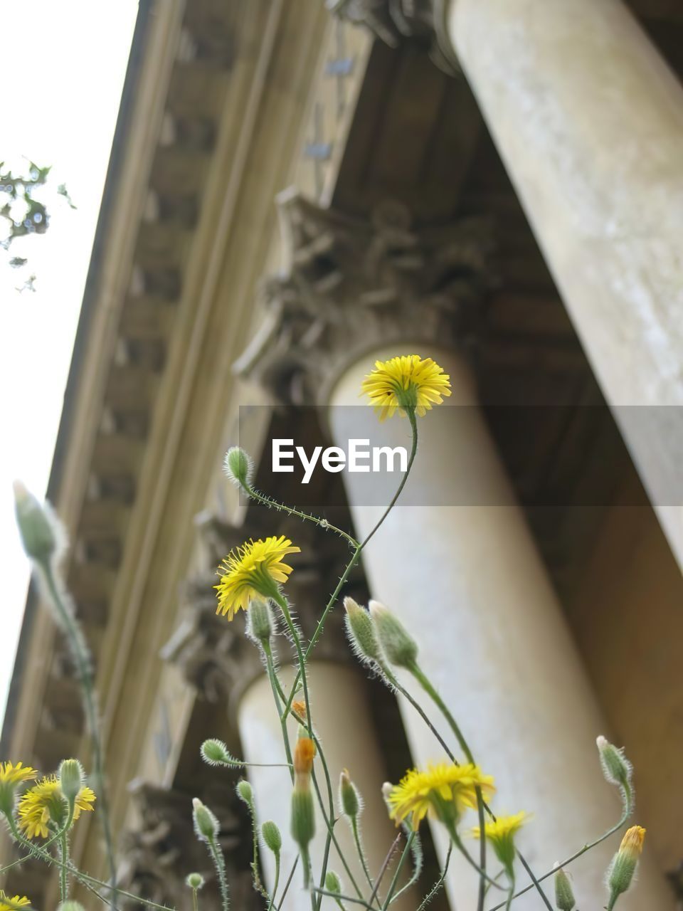 yellow, plant, flower, flowering plant, nature, architecture, freshness, beauty in nature, growth, no people, low angle view, built structure, building exterior, fragility, floristry, flower head, day, outdoors, close-up, focus on foreground, window, floral design, building, green, spring, selective focus