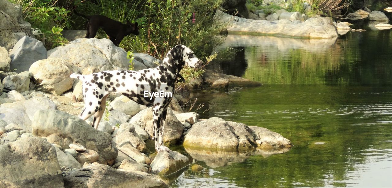 Dog on rock by water