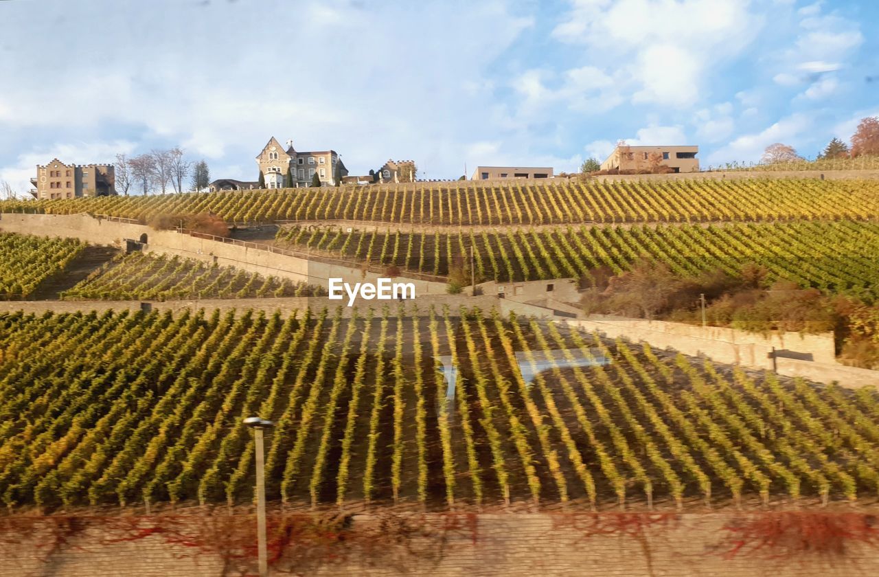 VIEW OF VINEYARD AGAINST BUILDINGS